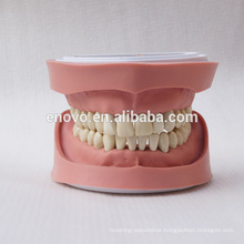 Standard K Type Removable Teeth Dental Anatomical Model 13004